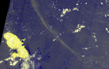 Bancs de sargasse au large de la Martinique