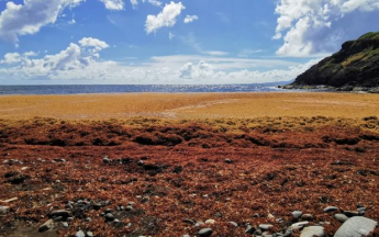 Radeaux sur le rivage de la presqu'île de la Caravelle
