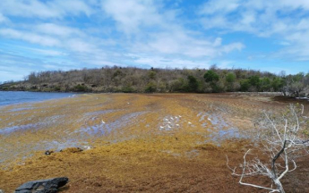 Echouements de sargasses au Diamant - Cherry le 25 mai 2024