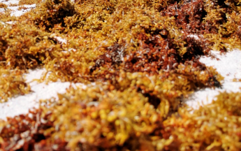 Sargasses échouées - Marie-Galante