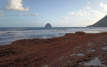 Echouements de sargasses - Le Diamant - 28/02/2026