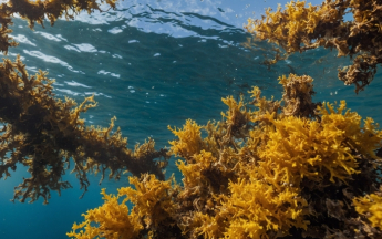Sargasses flottantes
