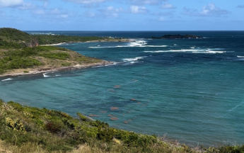 sargasses au cap ferret en janvier