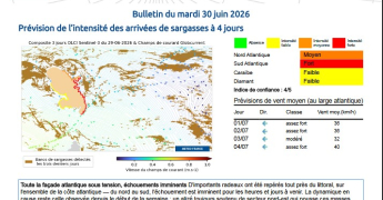 Du nouveau pour le bulletin de prévision des échouements de sargasses !