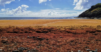 Échouements de sargasses en décembre aux Antilles : éléments d’explications et perspectives