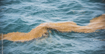 BILAN 2025 des échouements de sargasses en Martinique