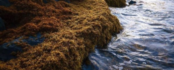 Echouement de sargasses