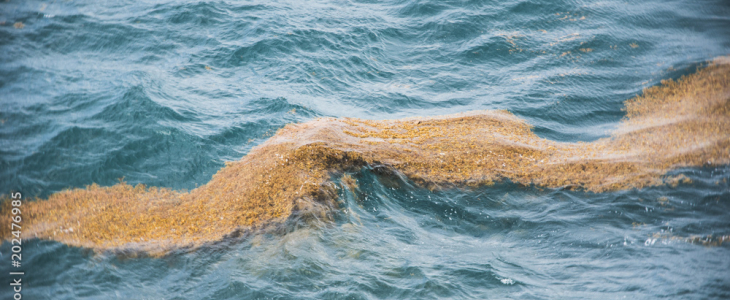 Nappe d'algues sargasses à la dérive dans la mer des caraïbes