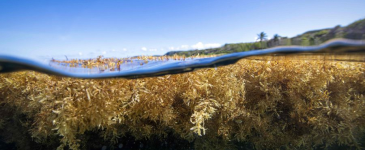 Bilan de la saison 2024 des Échouements de sargasses en Martinique