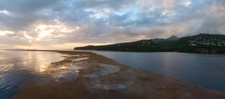 Gros radeaux de sargasses au large de Scholecher (04/05/2025)