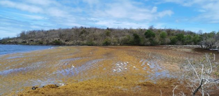 Echouements de sargasses au Diamant - Cherry le 25 mai 2024
