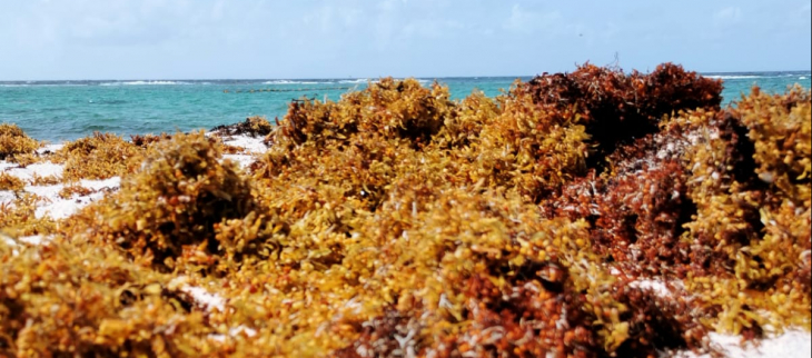 Sargasses échouées - Marie-Galante