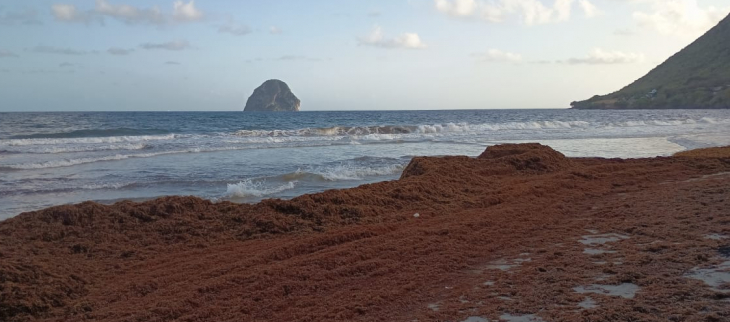 Echouements de sargasses - Le Diamant - 28/02/2026