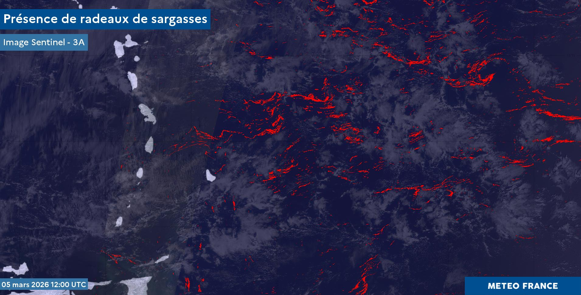 Présence de radeaux de sargasses dans l'atlantique tropical