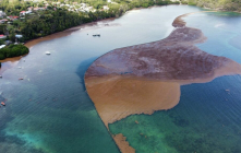 Sargasses sur la côte