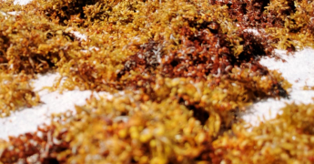 Comprendre la prolifération massive des sargasses en 2025 : dynamiques climatiques, océanographiques et structurels