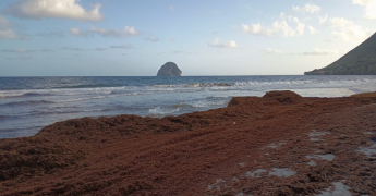 Présence accrue de sargasses dans le proche Atlantique - La Martinique en vigilance N2