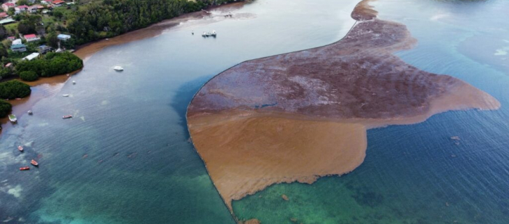 Sargasses sur la côte