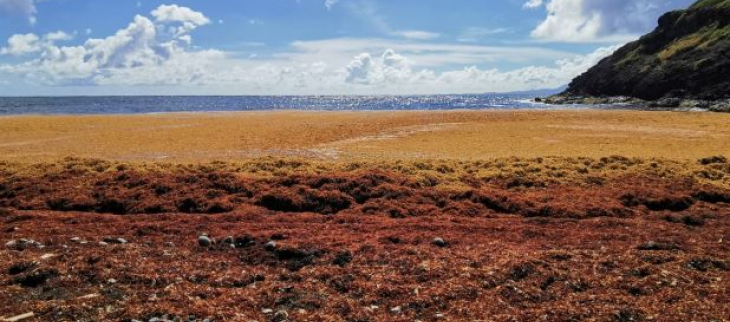 Radeaux sur le rivage de la presqu'île de la Caravelle