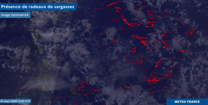 Présence de radeaux de sargasses dans l'atlantique tropical